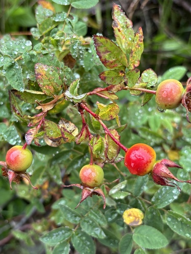 Rosa nutkana