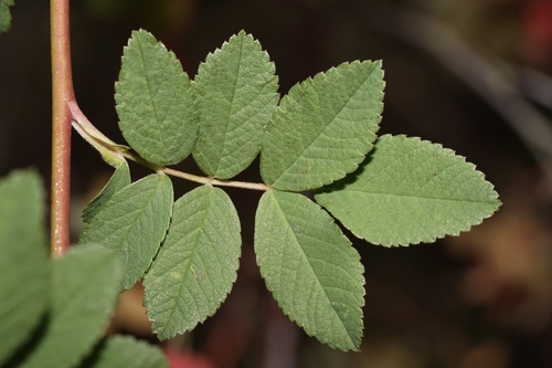 Rosa pisocarpa