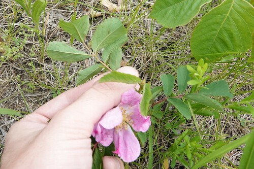 Rosa pratincola