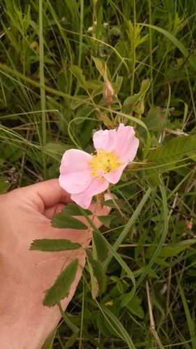 Rosa pratincola