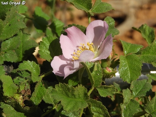 Rosa pulverulenta