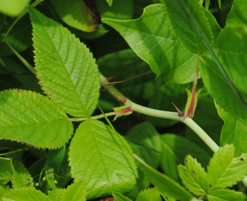Rosa setigera