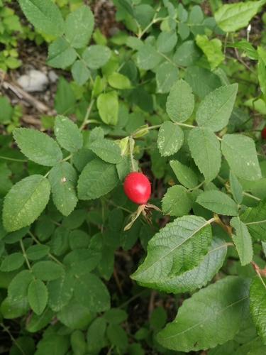 Rosa tomentosa