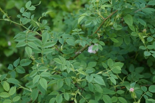 Rosa virginiana