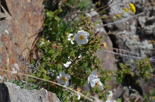 Rosa webbiana