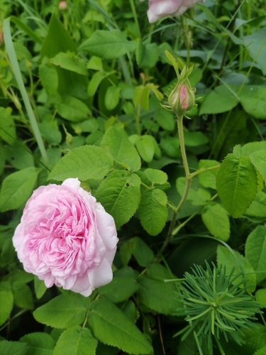 Rosa x centifolia