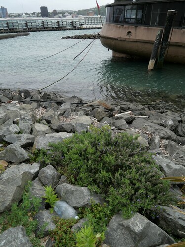 Rosmarinus officinalis