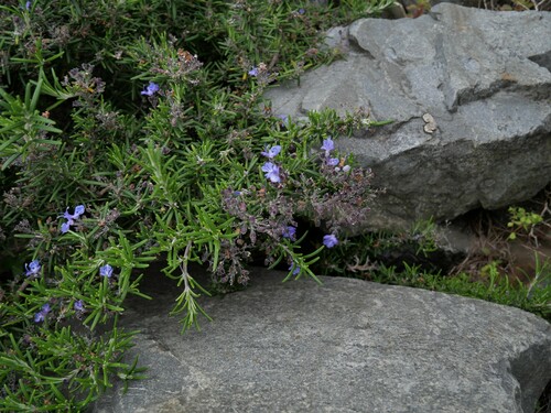Rosmarinus officinalis