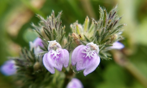 Rostellularia procumbens