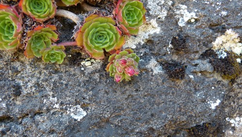 Rosularia semiensis