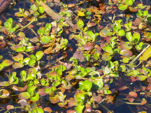 Rotala indica