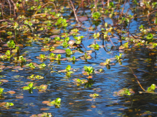 Rotala indica