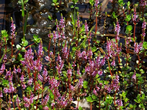 Rotala rotundifolia