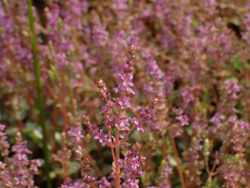 Rotala rotundifolia