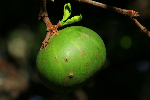 Rothmannia capensis