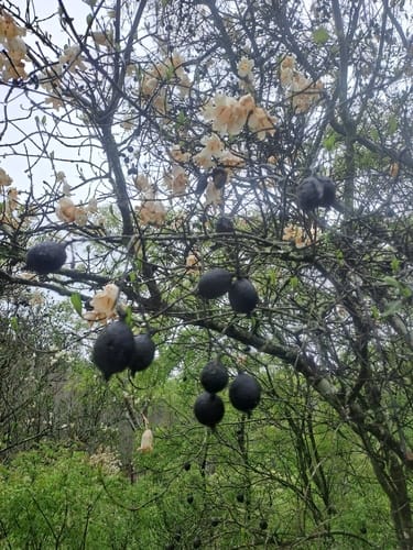 Rothmannia globosa