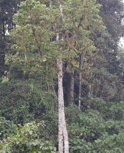 Rothmannia urcelliformis