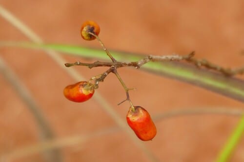 Rourea coccinea