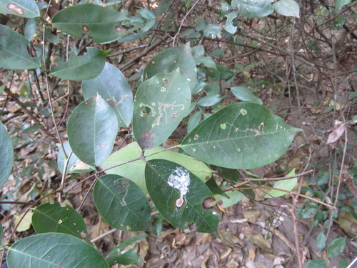 Rourea glabra