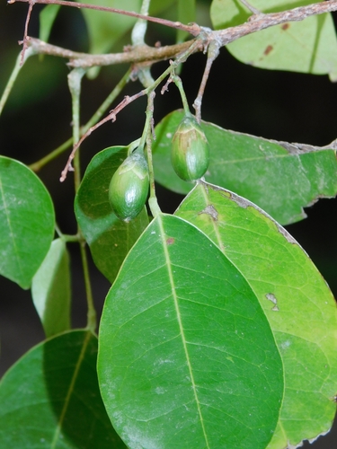Rourea glabra