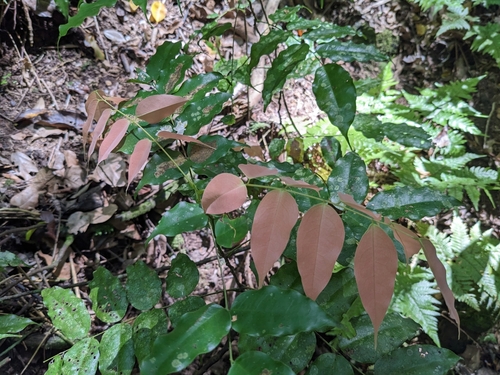 Rourea minor