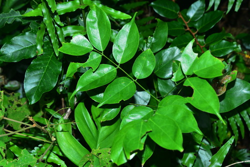 Rourea minor