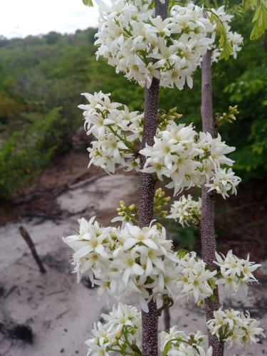 Rourea orientalis