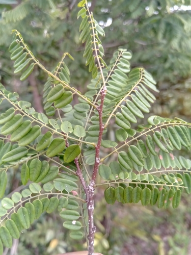 Rourea orientalis