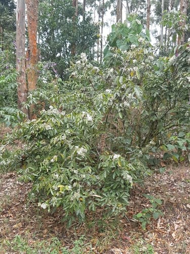 Rourea thomsonii