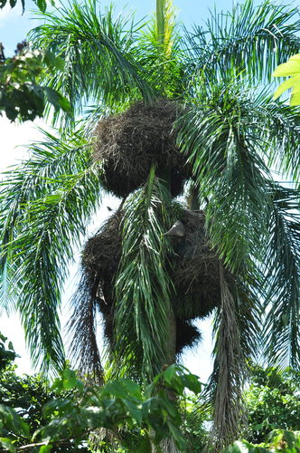 Roystonea borinquena