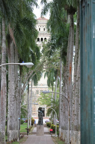 Roystonea borinquena