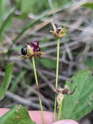 Rubus aboriginum
