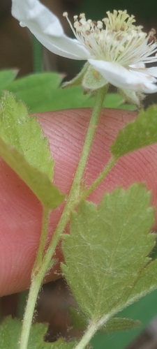Rubus aboriginum