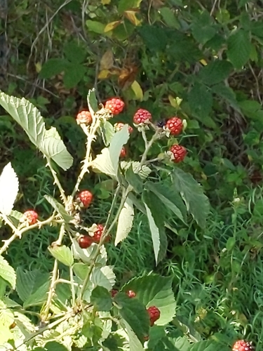 Rubus acer