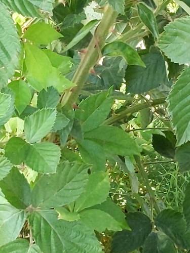 Rubus acer