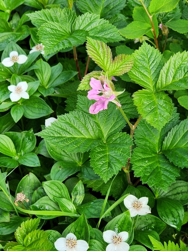 Rubus alaskensis