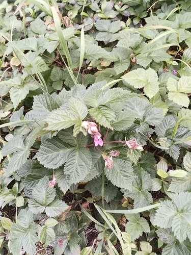 Rubus alaskensis