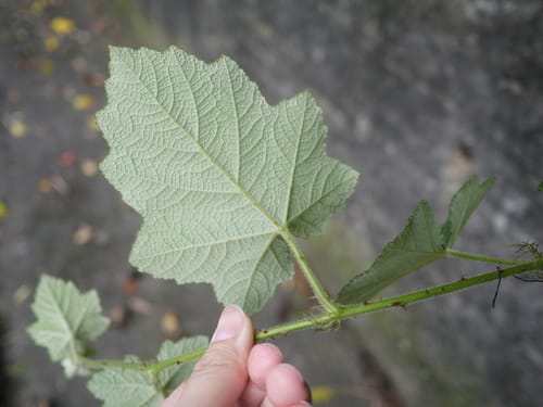 Rubus alceifolius