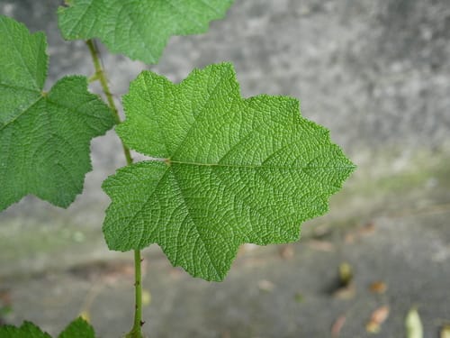 Rubus alceifolius