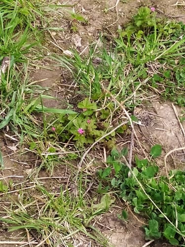 Rubus arcticus