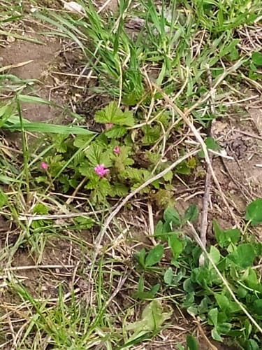Rubus arcticus