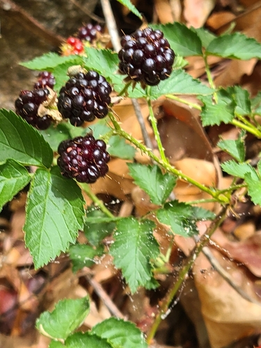 Rubus arizonensis