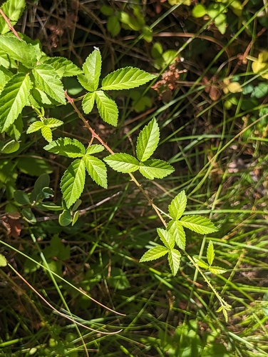 Rubus arizonensis