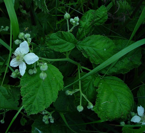 Rubus aureolus