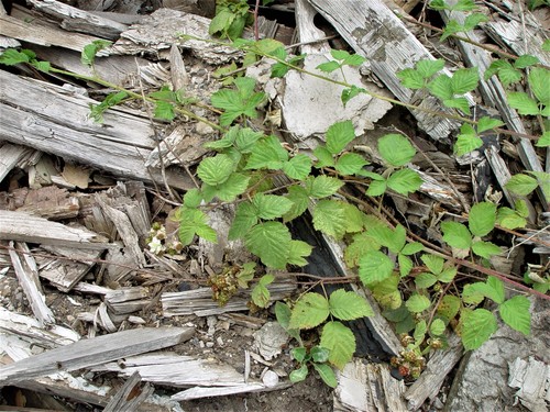 Rubus aureolus