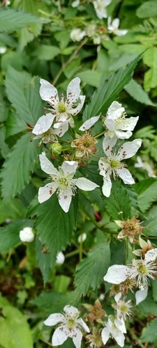 Rubus avipes