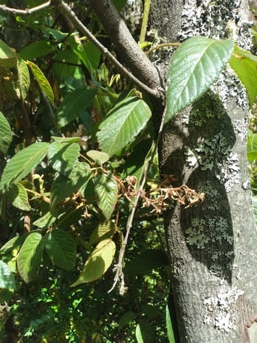 Rubus bogotensis