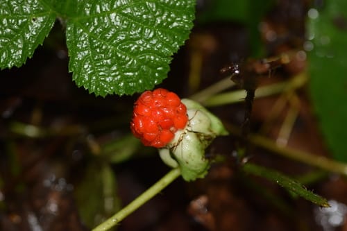 Rubus calycinus