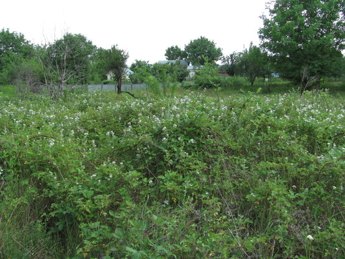 Rubus candicans