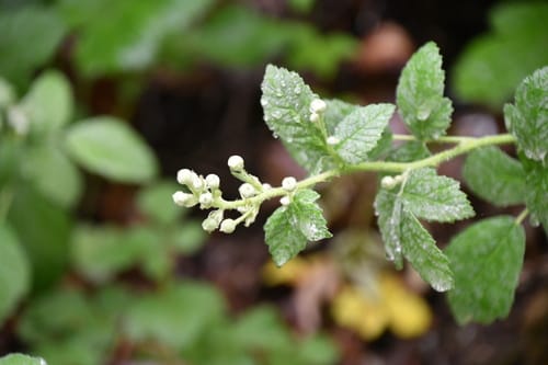 Rubus canescens